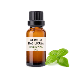 바질 (Ocimum Basilicum) E.O
